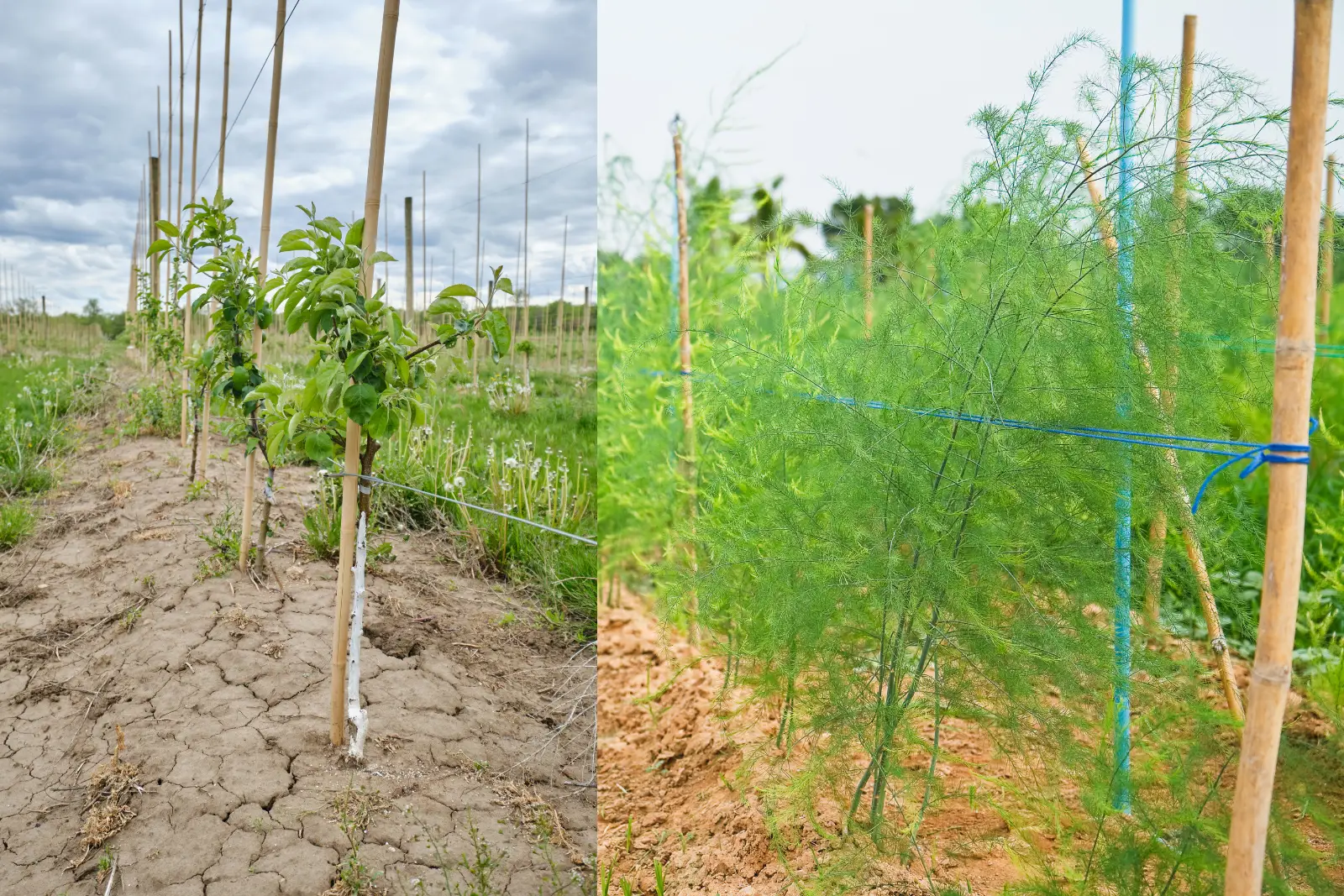 tyczki%20bambusowe%20male%202