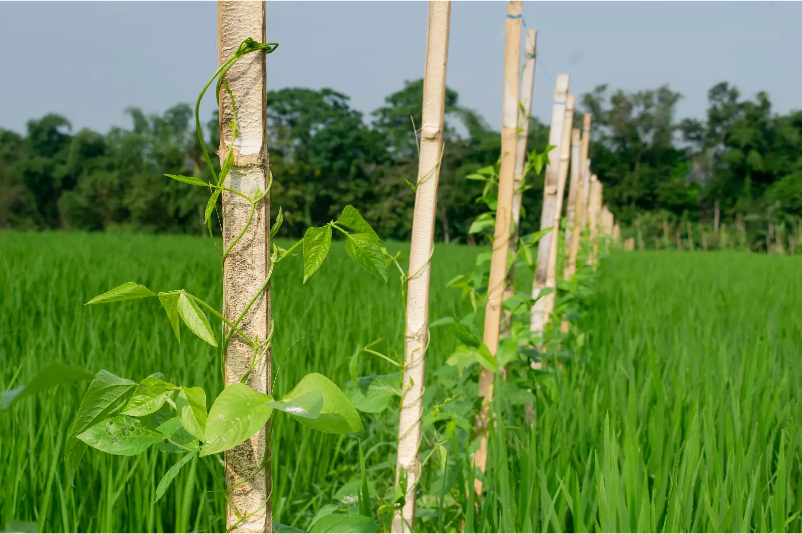 tyczki%20bambusowe%20male