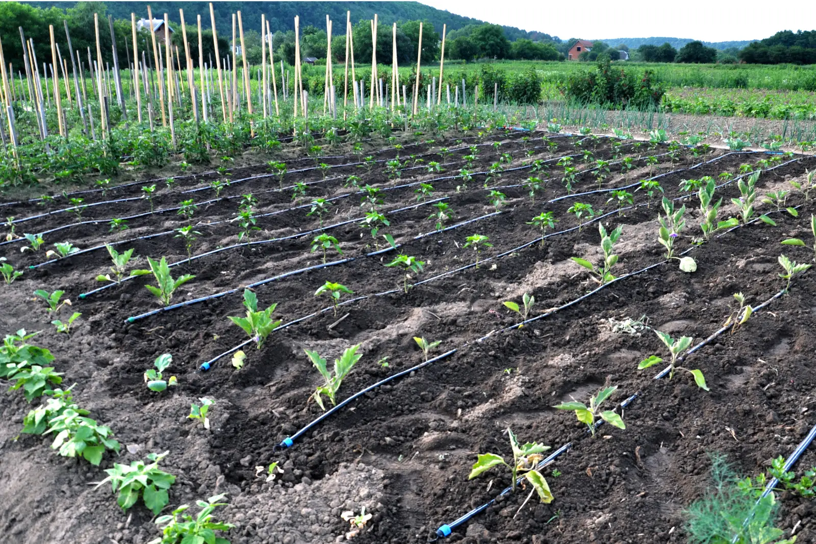 tyczki%20bambusowe%20pole